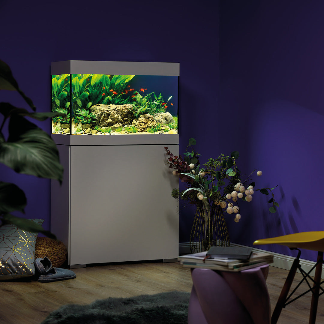 Wat is een goed Beginners Aquarium?