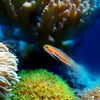 Aquarium vissen